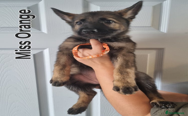 German Shepherd dogs - Advert 4