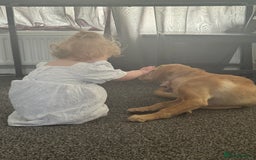 Labrador Retriever dogs for sale: nearly 7 month old labrador girl - Image 21