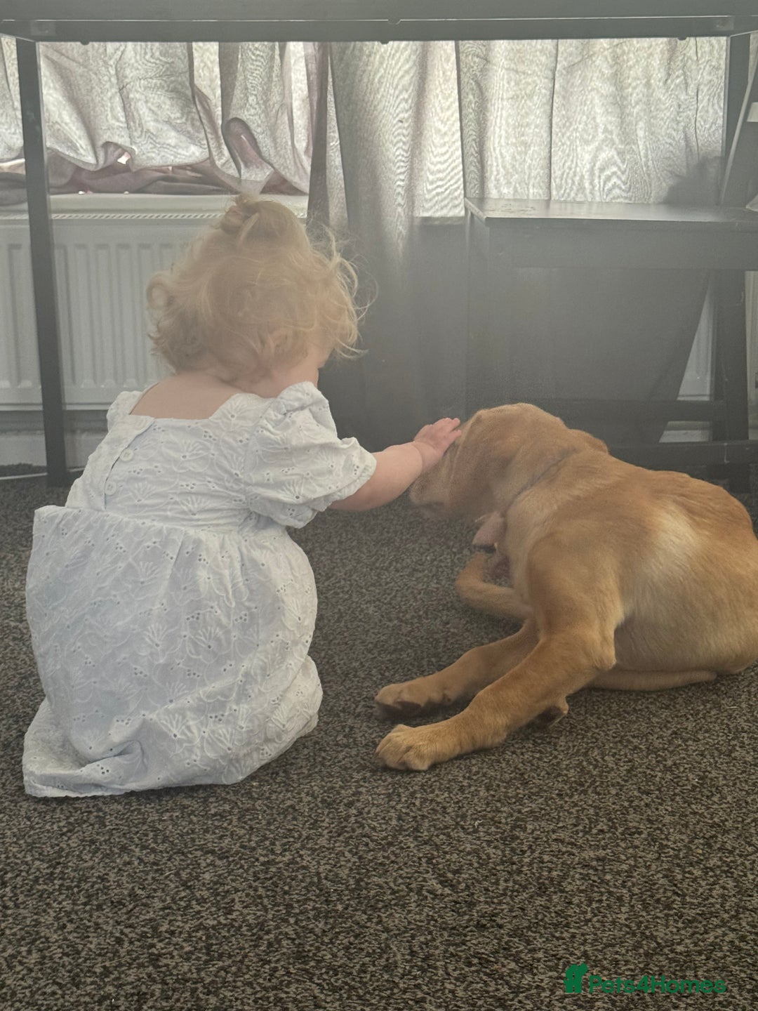Labrador Retriever dogs for sale: nearly 7 month old labrador girl - Image 21