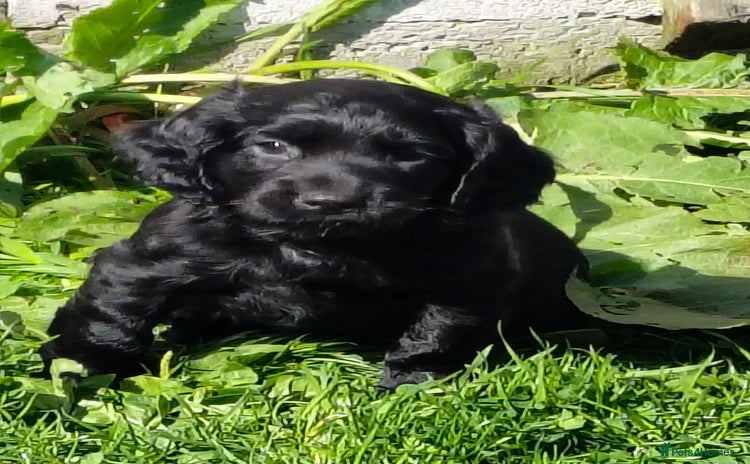 Cocker Spaniel dogs - Advert 14