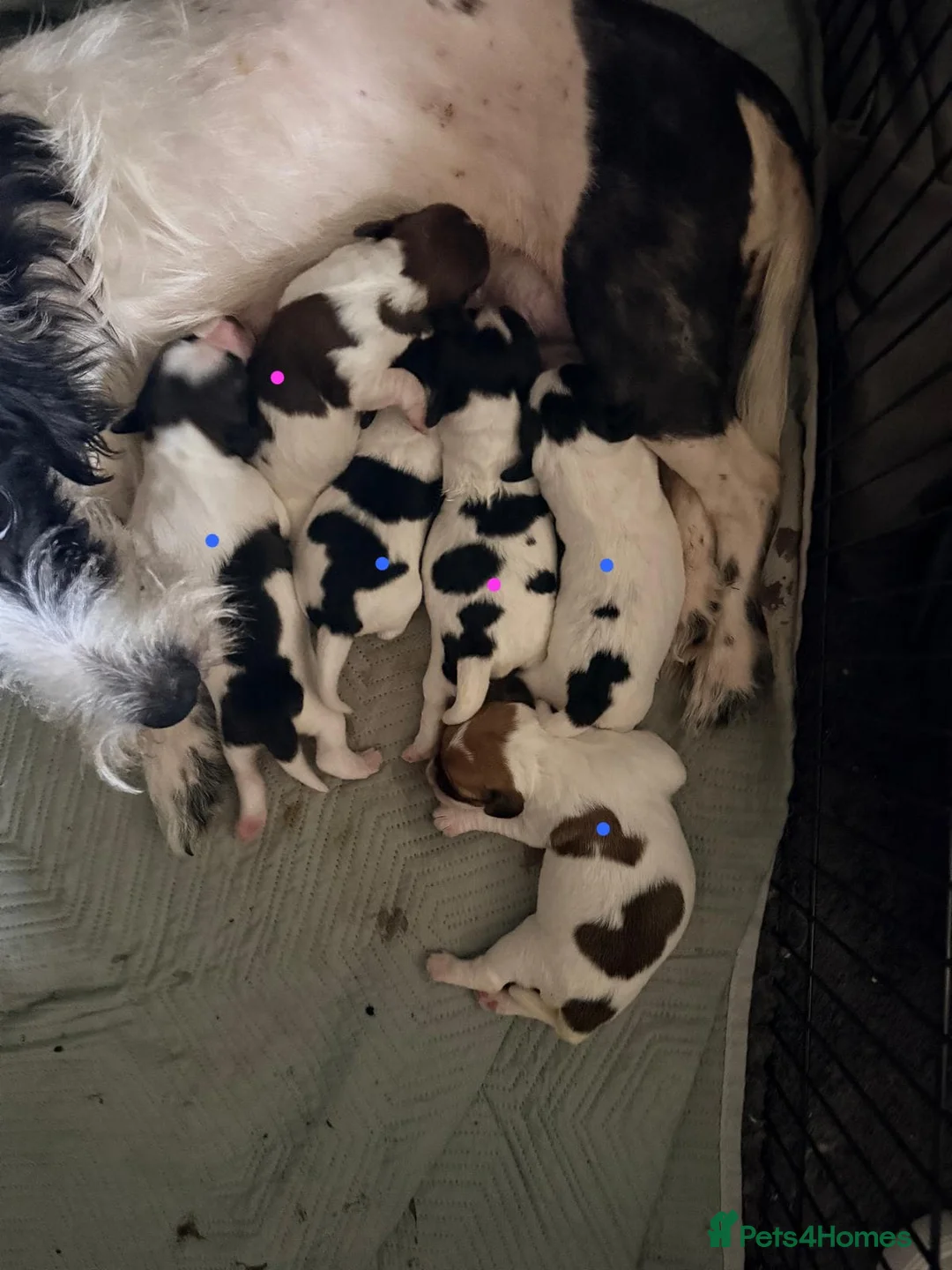 Mixed Breed dogs for sale: Jackapoochon mixed breed - Advert 1