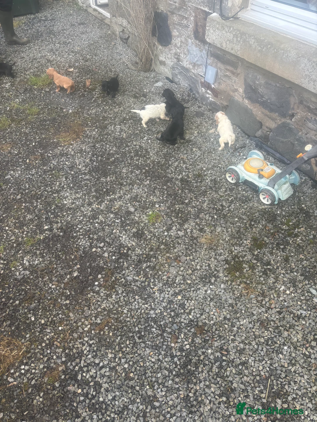 Cocker Spaniel dogs for sale: Working cocker beauties - Advert 16