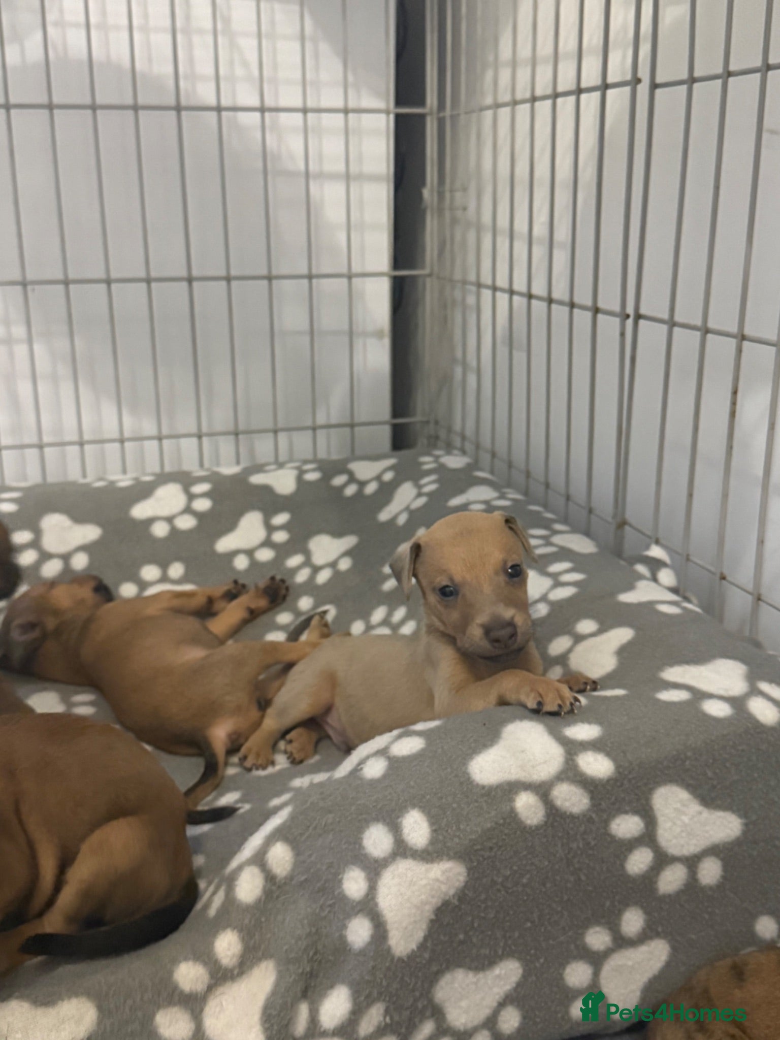 Mixed Breed dogs Miniature pincher X whipett ( Mini Whips)  - Advert 1