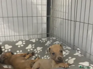 Mixed Breed dogs Miniature pincher X whipett ( Mini Whips) - Advert 1