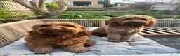 Cockapoo dogs for sale: Beautiful Ginger F2 Cockapoo Puppies in Berkhamsted - Advert 12