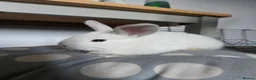 Mixed Breed rabbits for sale: READY NOW 7 baby rabbits - Advert 4