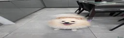 Pomeranian dogs for sale: Fluffy Pedigree Pomerainam Rehome - Advert 6