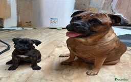 Bullmastiff dogs for sale: 🐾 KC registered bullmastiff female puppy 🐾 - Image 17