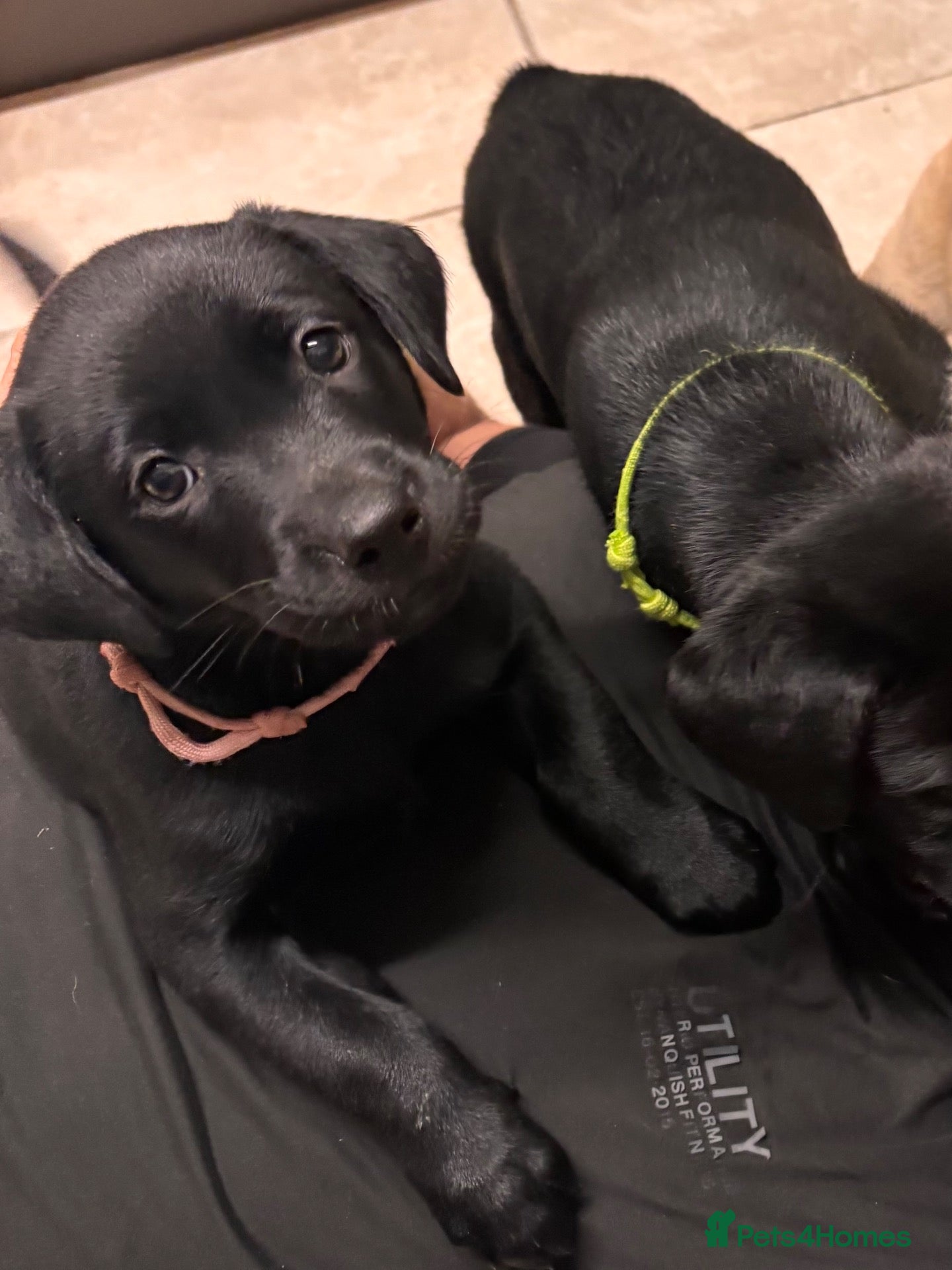 Labrador Retriever dogs Fantastic kc registered Labrador puppies 🐶  - Advert 2