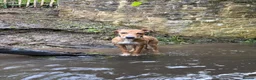 Lurcher dogs for sale:  Lurcher puppy 6 months old  - Advert 3