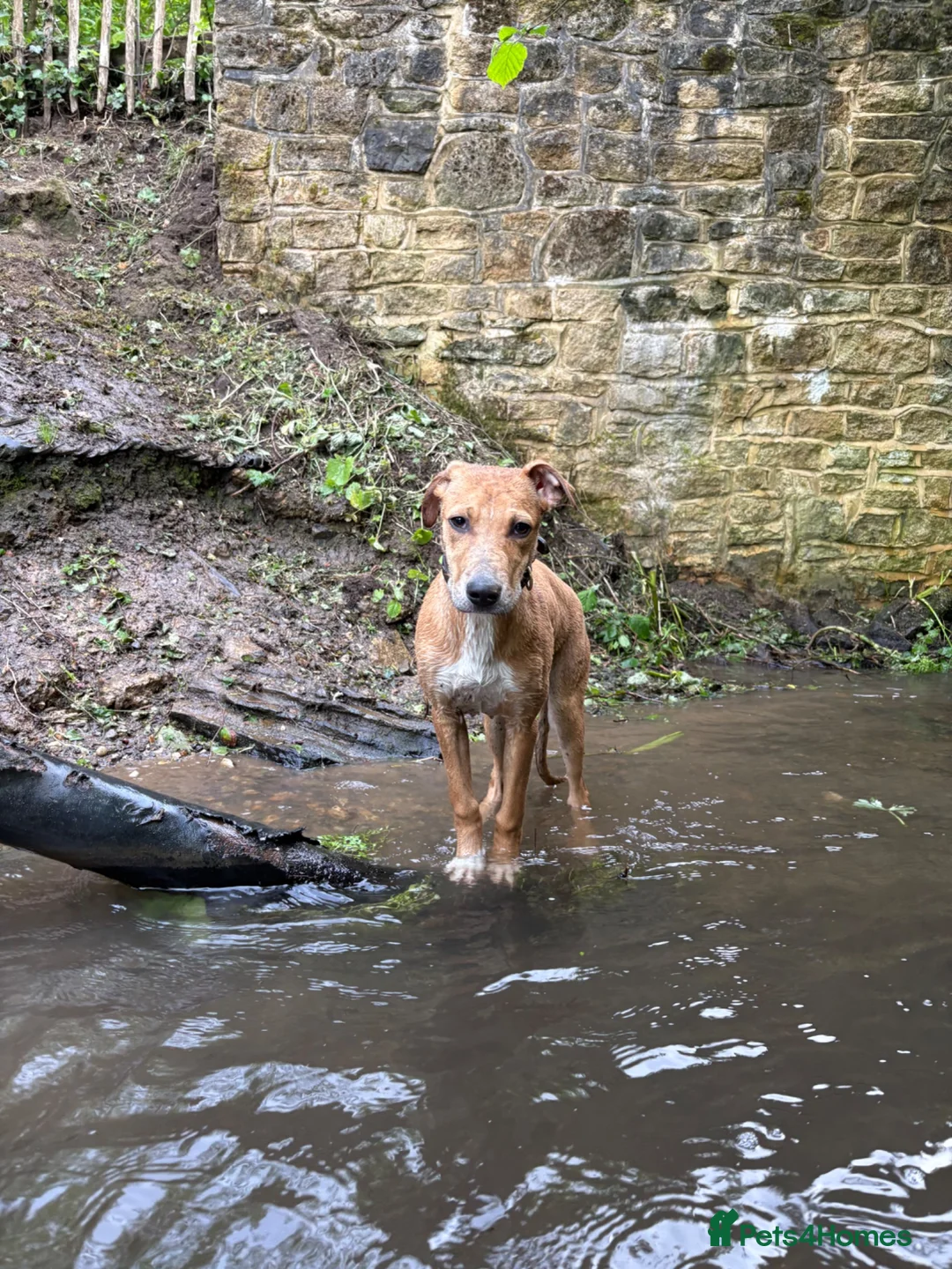 Lurcher dogs for sale:  Lurcher puppy 6 months old  - Advert 3