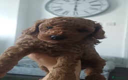 Cockapoo dogs for sale: 3 beautiful cockapoo boys - Image 9