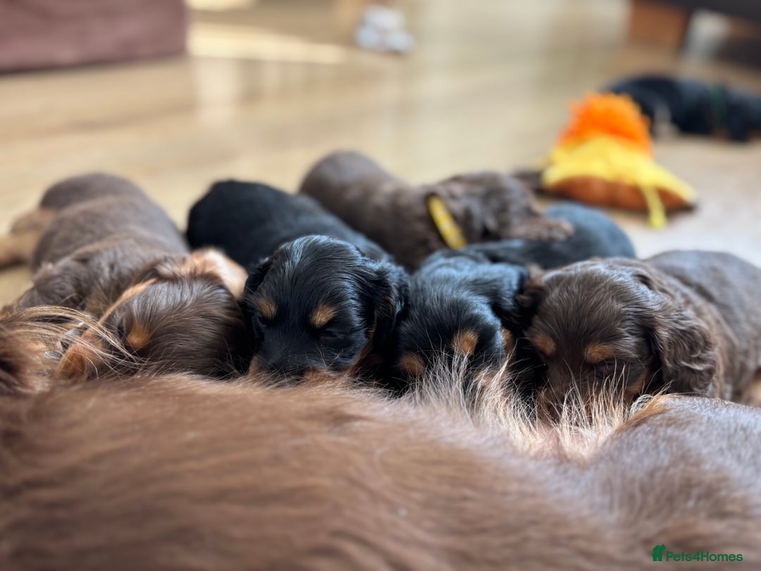 Miniature Dachshund dogs for sale: Long Haired Miniature Dachshunds - Image 14