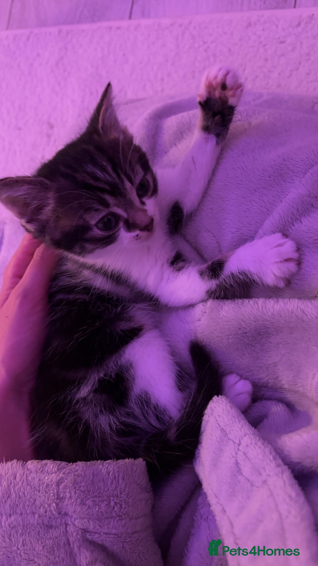 Mixed Breed cats for sale: Four beautiful kittens and mother  - Image 1
