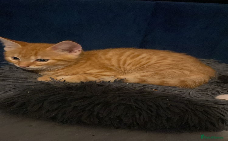Bengal cats - Advert 14
