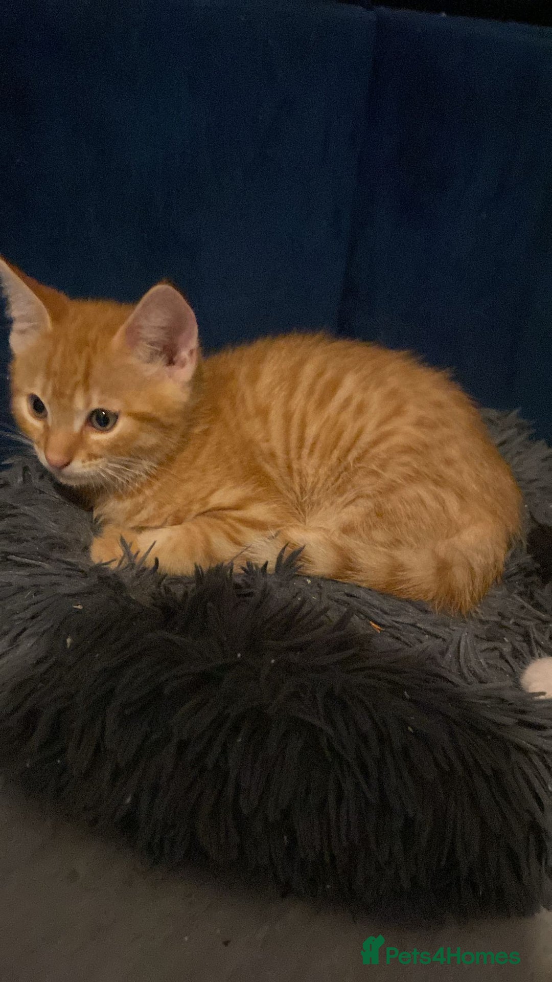 Bengal cats for sale: Half Bengal kittens - Image 1