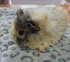 Guinea Pig rodents 3 Male Babies 🐖 - Advert 2