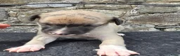 Whippet dogs for sale: Beautiful whippets  in Machynlleth - Advert 5