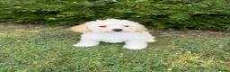 Poochon dogs for sale: Gorgeous F1 Poochon puppies - Advert 5
