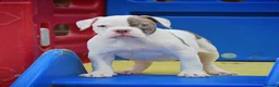 Olde English Bulldogge dogs for sale: 24 YEARS PROS, 5⭐️RATED LICENSED & REGISTERED  - Advert 3