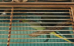 Parakeets birds for sale: Bonded Pair of Parakeets  - Image 1