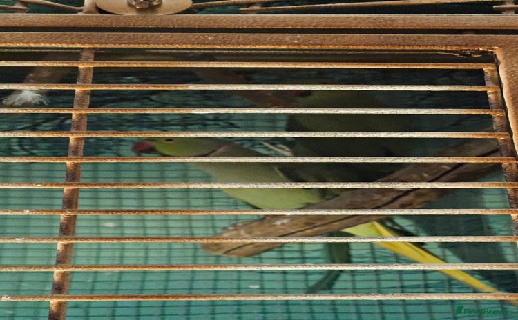 Parakeets birds - Advert 3