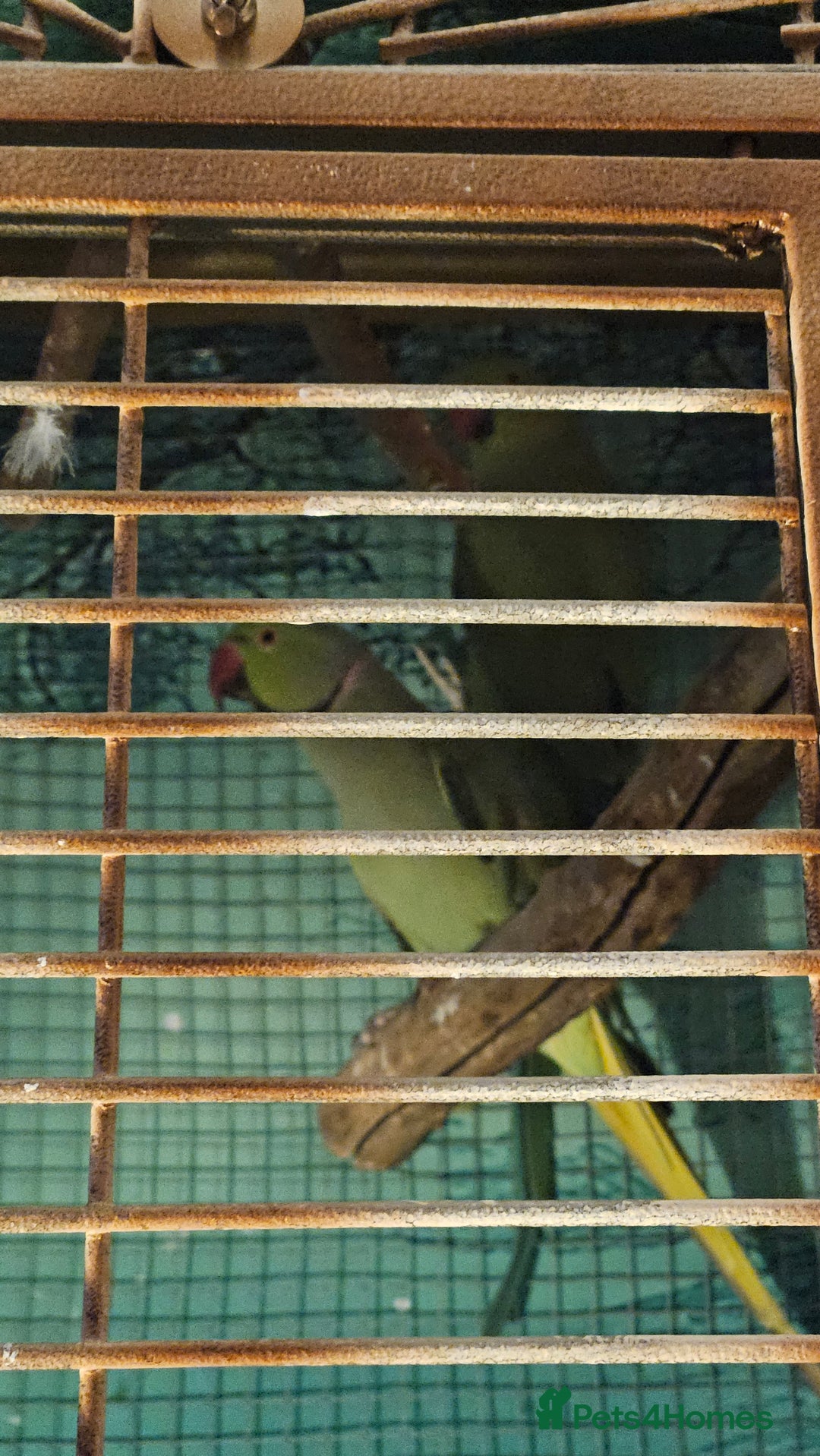 Parakeets birds for sale: Bonded Pair of Parakeets  - Image 1