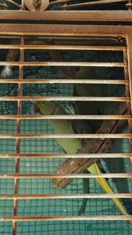 Parakeets birds - Advert 4