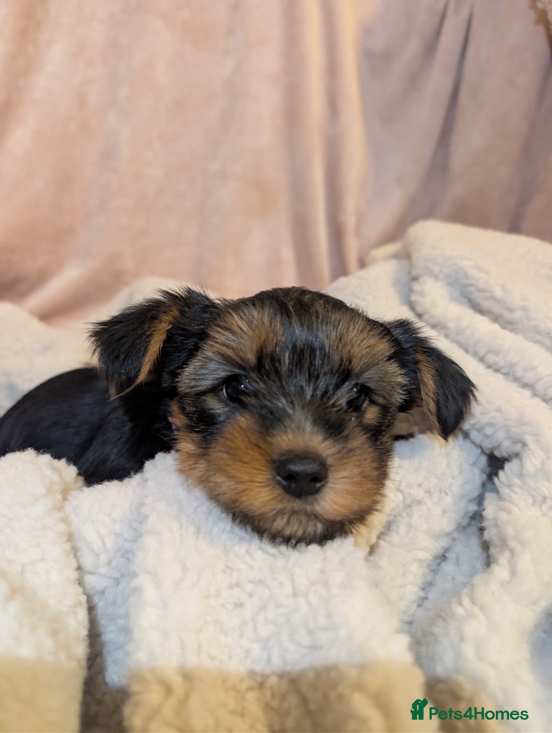 Yorkshire Terrier dogs for sale: Yorkshire Terriers ready for new home  - Advert 11