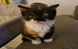 Mixed Breed cats for sale: 4 kittens ready for their new forever homes🏠 - Image 6