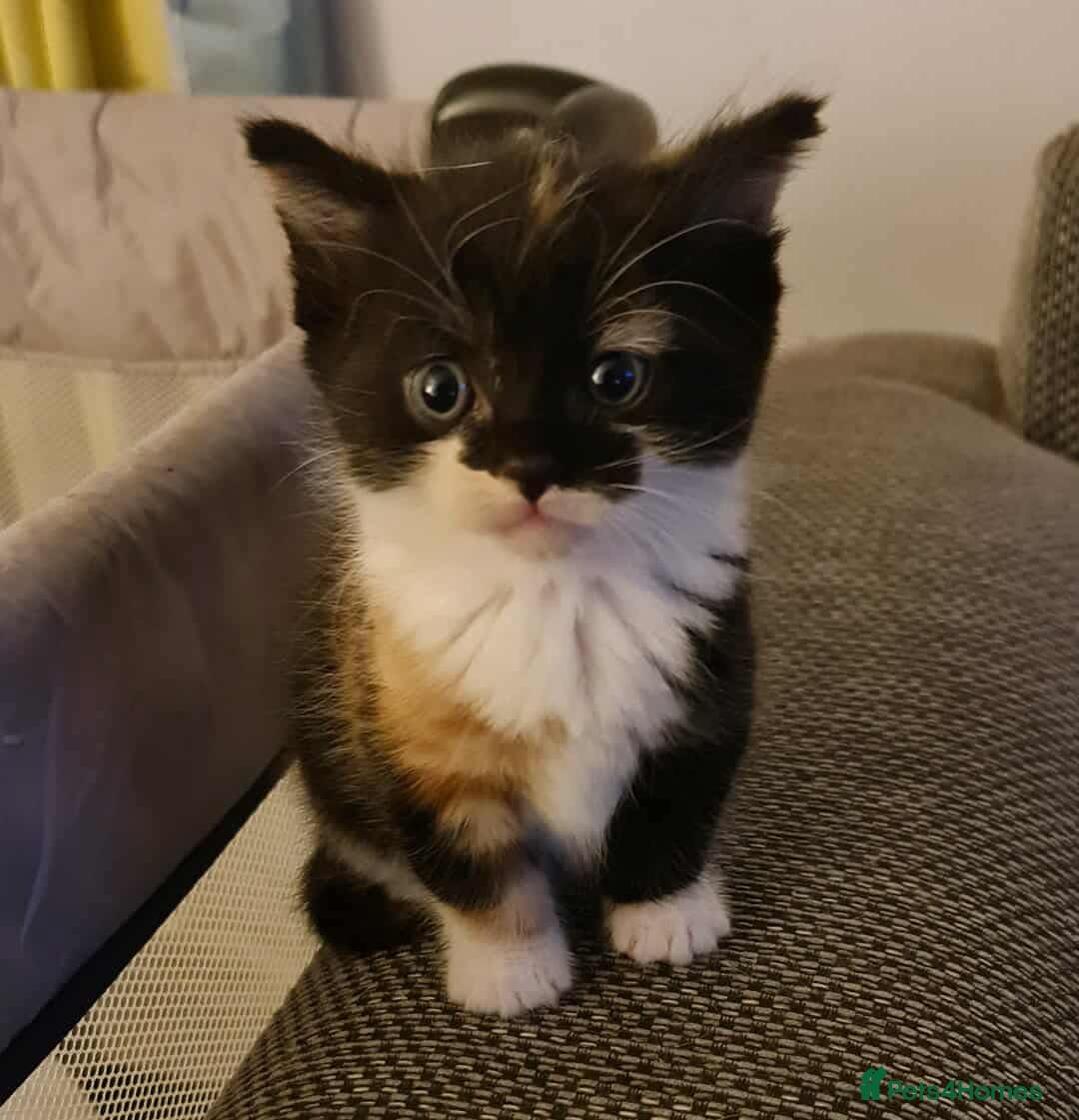 Mixed Breed cats for sale: 4 kittens ready for their new forever homes🏠 - Image 6