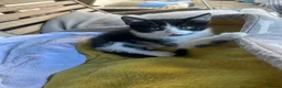 Mixed Breed cats for sale: Batman - Advert 3