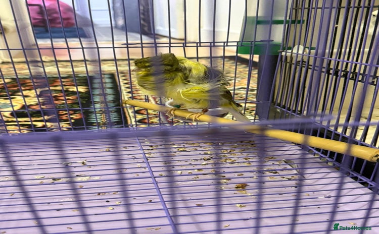 Canaries birds - Advert 3