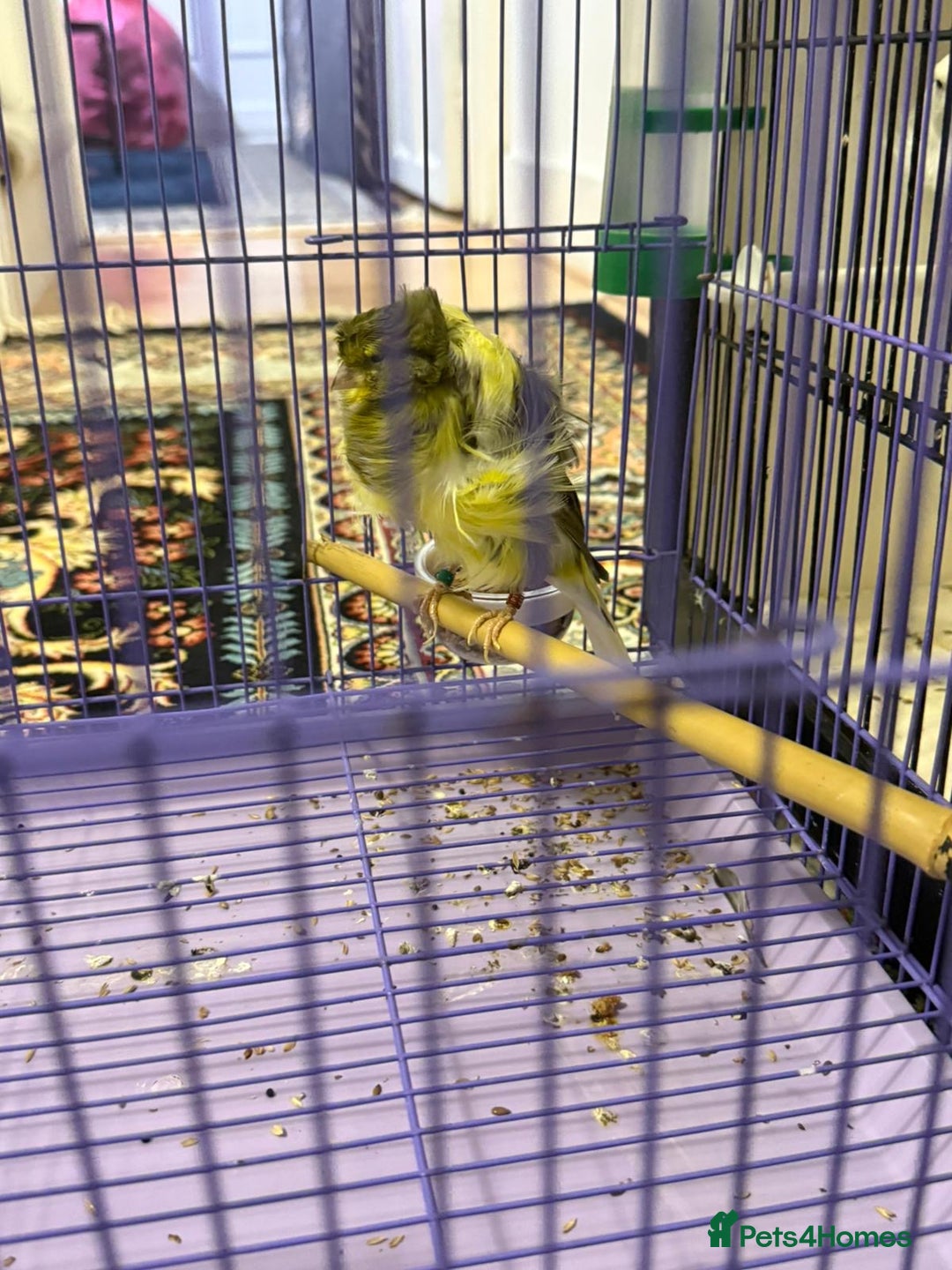 Canaries birds for sale: Persian canary - Image 1
