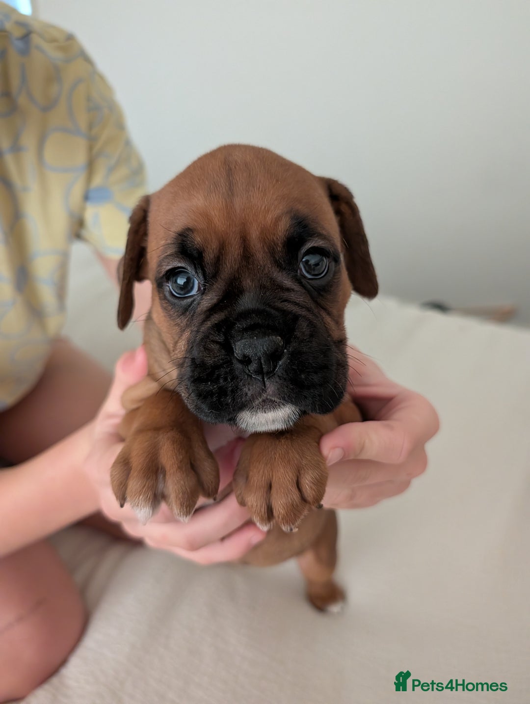 Boxer dogs for sale: Beautiful black mask bobtail/tailed boxer puppies  - Advert 16
