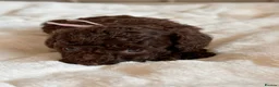 Cavapoo dogs for sale: Premium Quality Teddy Toy Cavapoos F1B - Advert 30