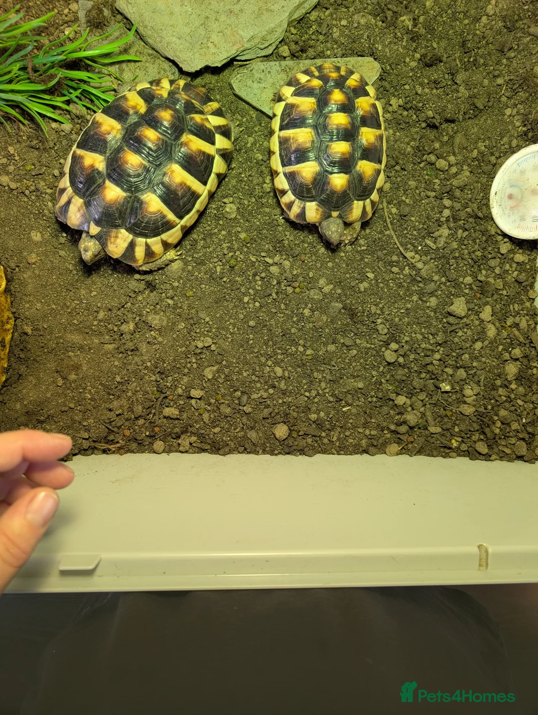 Hermann Tortoise reptiles for sale: hermann tortoise  in Bath - Advert 8