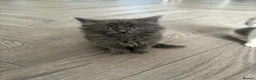 Mixed Breed cats for sale: Super fluffy kittens  - Advert 2