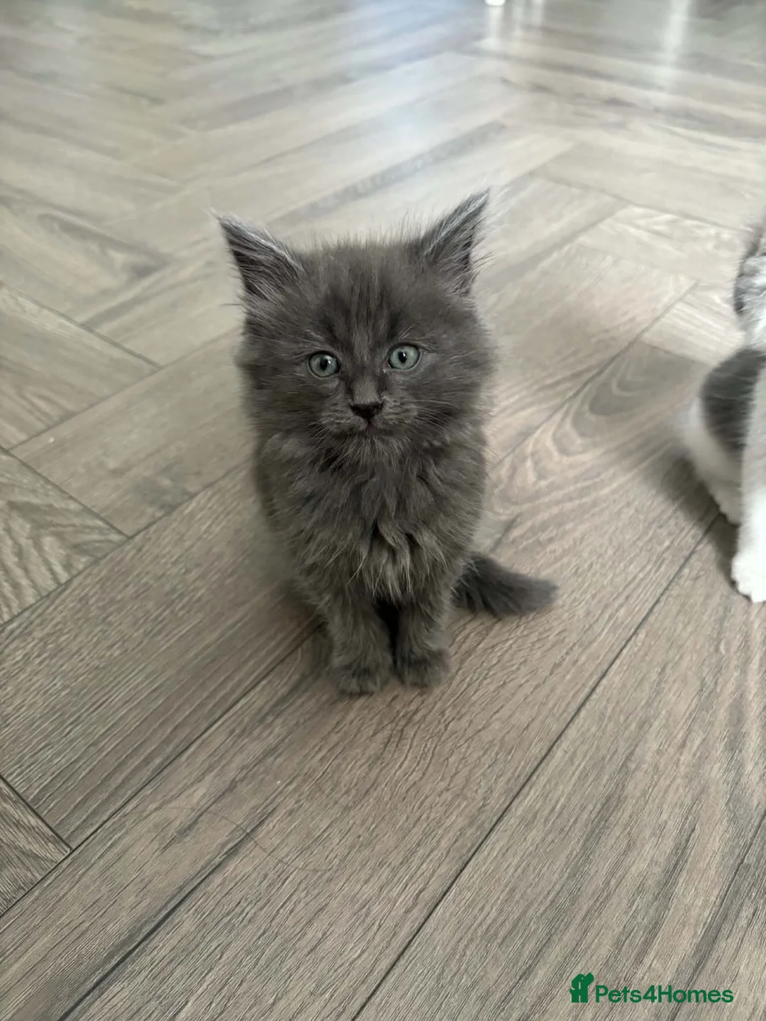Mixed Breed cats for sale: Super fluffy kittens  - Advert 2