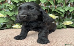 Cocker Spaniel dogs for sale: Last beautiful boy ! import line show cockers - Image 24