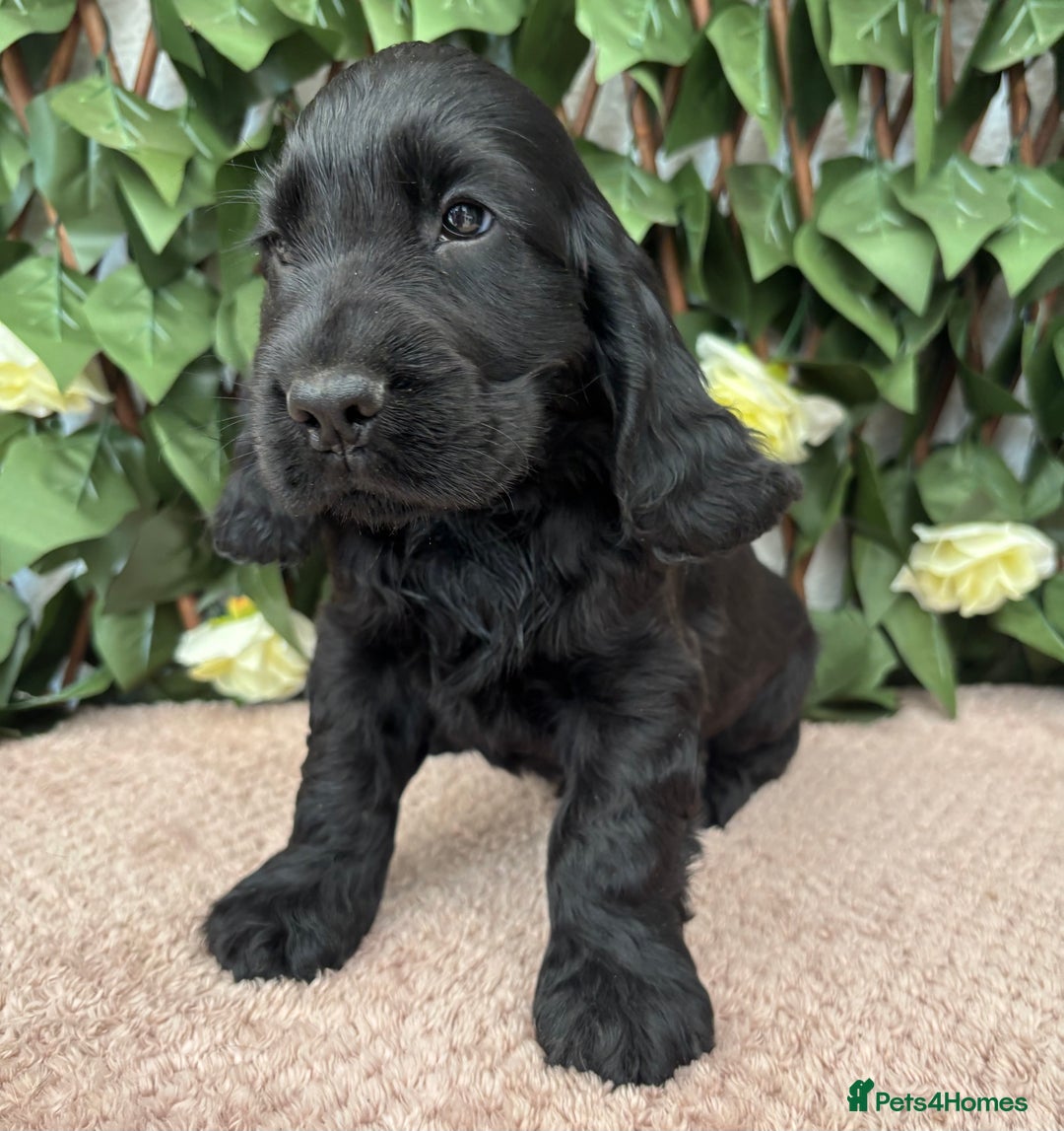 Cocker Spaniel dogs for sale: Last beautiful boy ! import line show cockers - Image 24