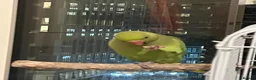 Ringnecks birds for sale: Indian ringneck for sale  - Advert 10