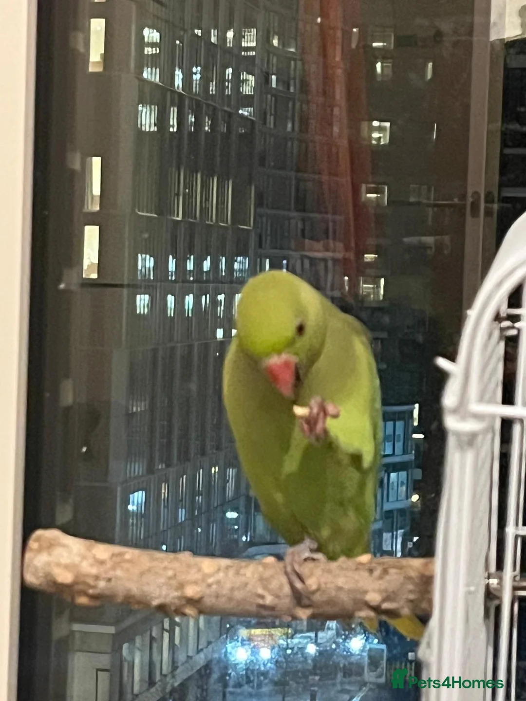 Ringnecks birds for sale: Indian ringneck for sale  - Advert 10
