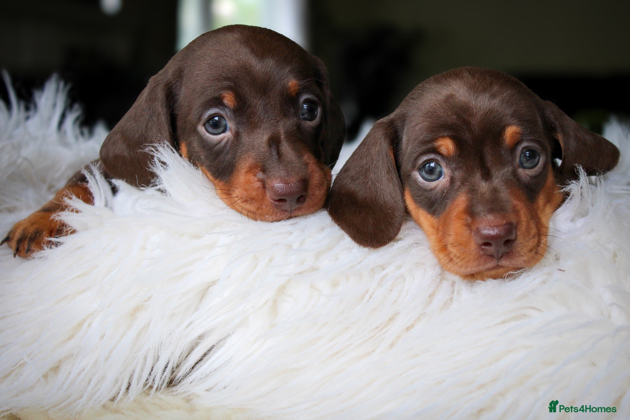 Miniature Dachshund dogs Outstanding Miniature Dachshund Pups - Advert 1