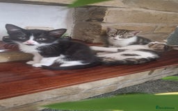 Mixed Breed cats for sale: 🐾 Three Charming Gentlemen Looking for Homes! 🐾 - Image 1