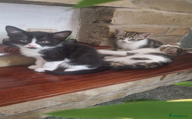 Mixed Breed cats - Advert 12