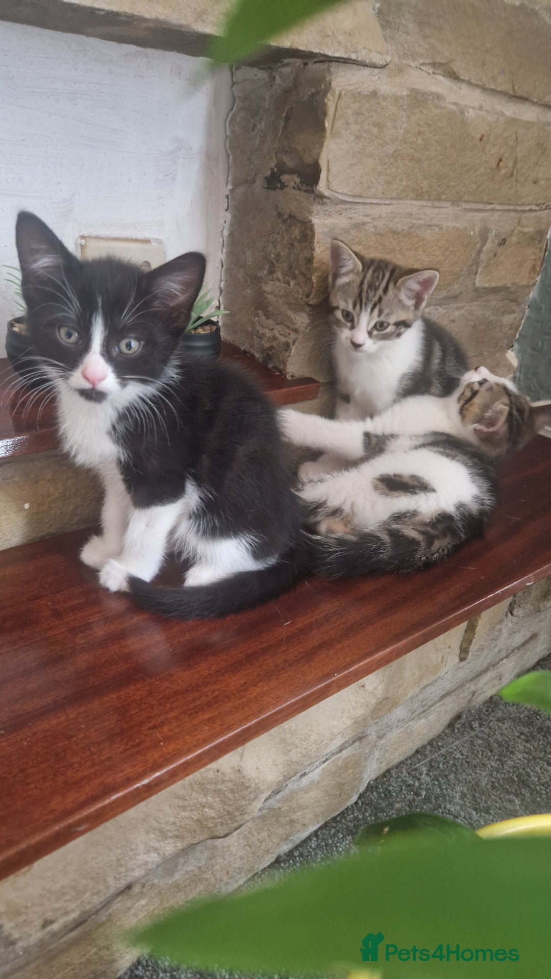 Mixed Breed cats for sale: 🐾 Three Charming Gentlemen Looking for Homes! 🐾 - Image 1