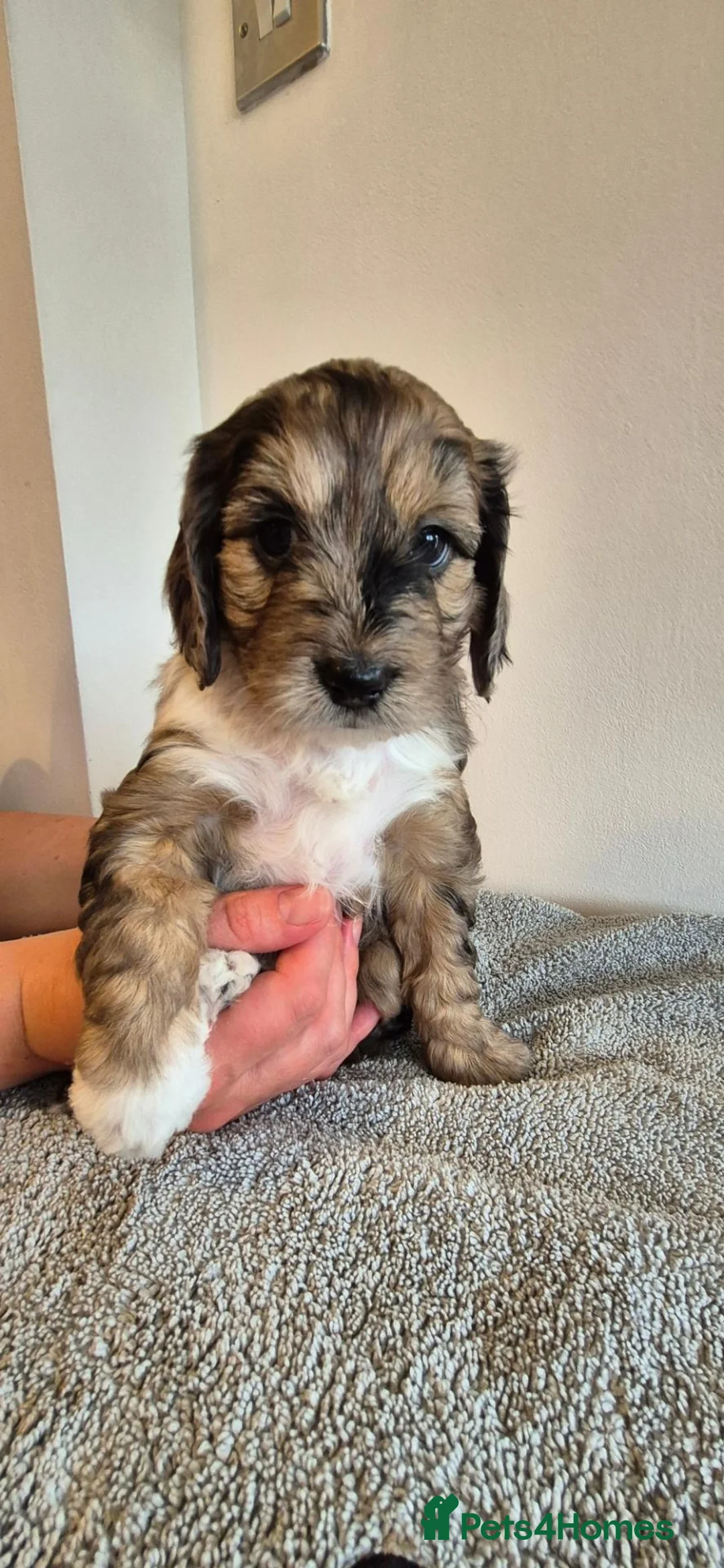 Cockapoo dogs for sale: Adorable Cockapoo Puppies - Advert 8