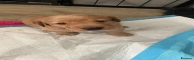 Labrador Retriever 3