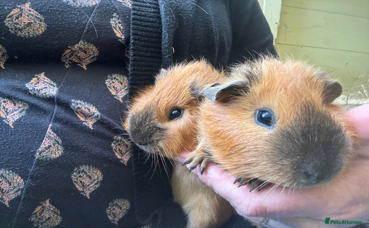 Guinea Pig rodents in Whitland - Advert 3